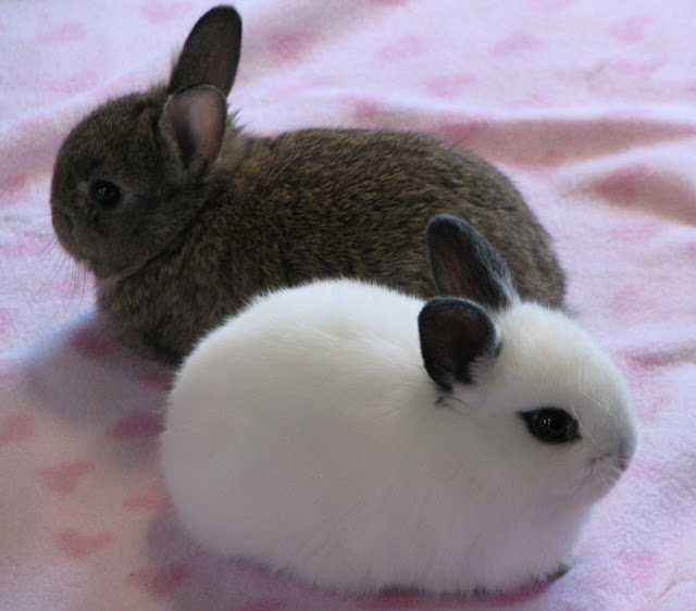 Dwarf Hotot Babies  (Please turn on images, they're SO CUTE!)